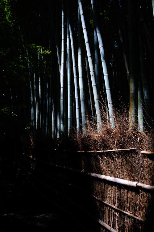 シグマ SIGMA 28-105mm F2.8 DG DN | Art レビュー (2) ／ 京都